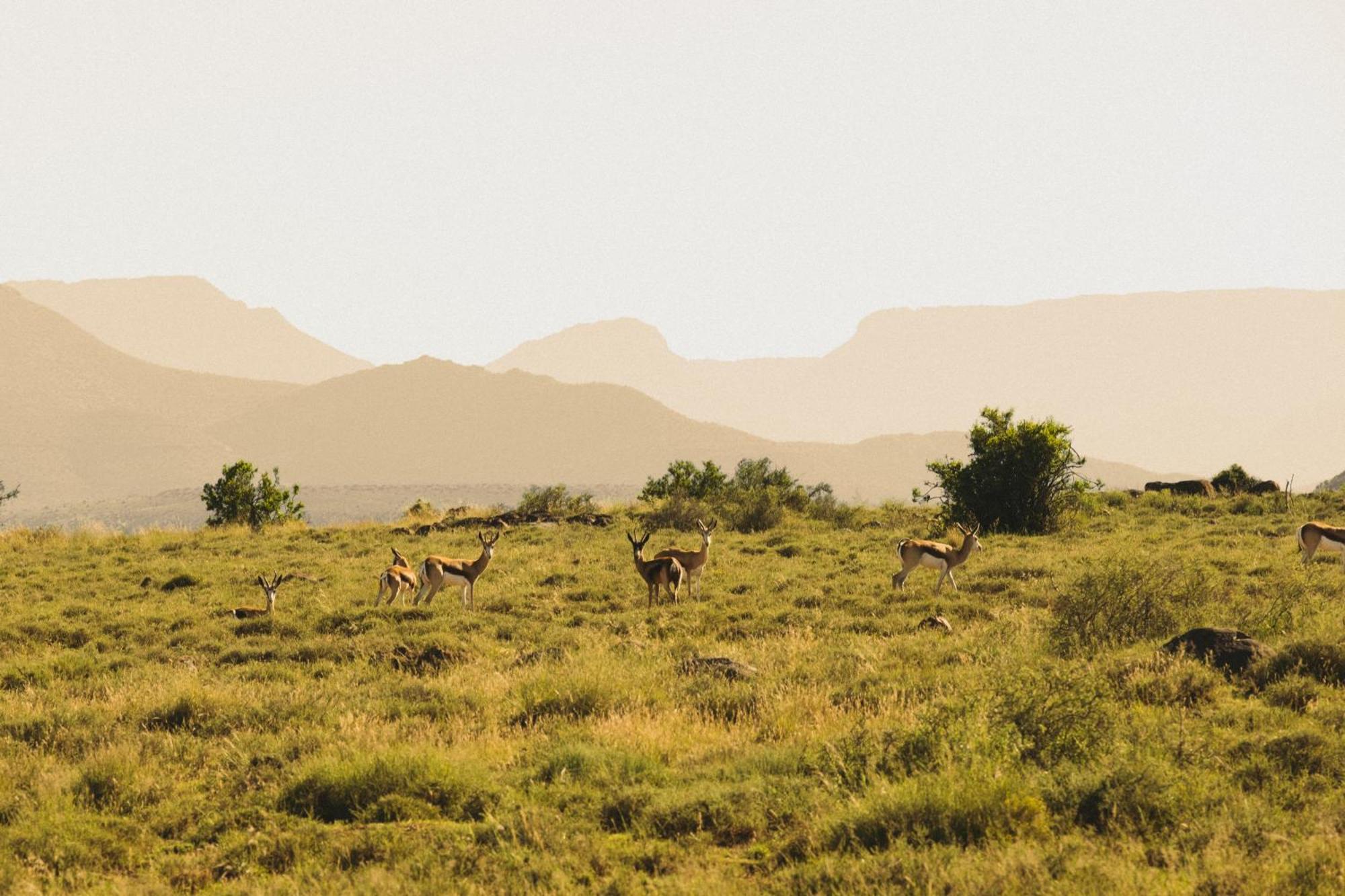 Buccara Wildlife Reserve Graaff-Reinet Kültér fotó